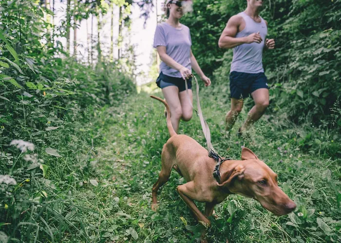 Karlingerhaus אכסניה Konigswiesen